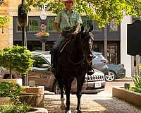 husband-safe-paint-horse