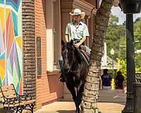 performance-paint-horse