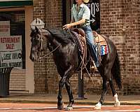 ranch-paint-horse