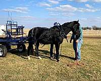 ranch-versatility-paint-horse