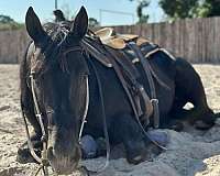 ranch-work-paint-horse
