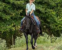 roping-paint-horse