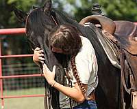 show-paint-horse