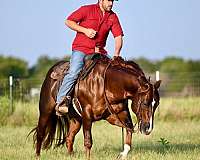 athletic-quarter-horse