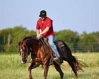 breeding-quarter-horse