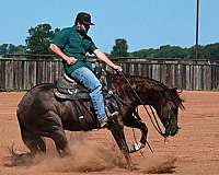 calf-roping-quarter-horse