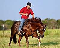 performance-quarter-horse