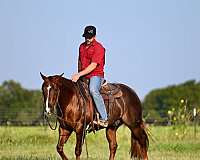 ranch-versatility-quarter-horse
