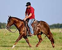 ranch-work-quarter-horse