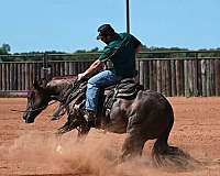 roping-quarter-horse