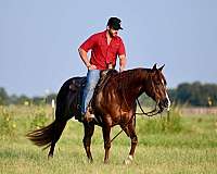 show-quarter-horse