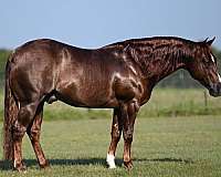 stallion-quarter-horse