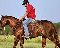 trail-quarter-horse