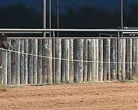 trail-riding-quarter-horse
