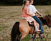 companion-pony