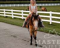 driving-pony