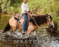 trail-pony