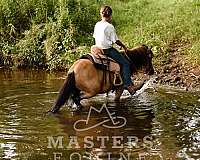 trail-riding-pony