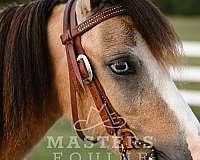 buckskin-pony-gelding