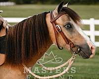 youth-pony