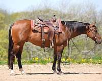 athletic-quarter-horse