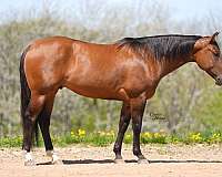 calf-roping-quarter-horse