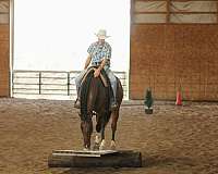 flashy-quarter-horse