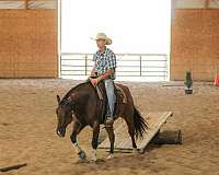 husband-safe-quarter-horse