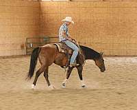 ranch-quarter-horse
