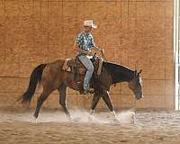 ranch-versatility-quarter-horse