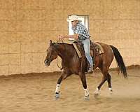 ranch-work-quarter-horse