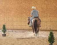 roping-quarter-horse