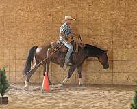 show-quarter-horse