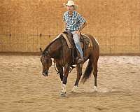 trail-quarter-horse