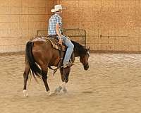 western-riding-quarter-horse