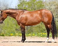 working-cattle-quarter-horse
