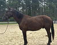 black-overo-draft-gelding