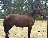 black-overo-gelding-for-sale