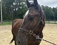 15-hand-draft-gelding