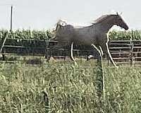 barrel-racing-arabian-palomino-horse