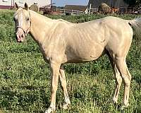 flashy-arabian-palomino-horse