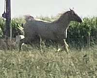 barrel-arabian-palomino-horse