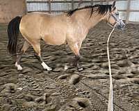 barrel-arabian-quarab-horse