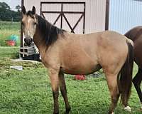 barrel-racing-arabian-quarab-horse