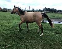 halter-arabian-quarab-horse