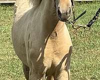 left-back-foot-is-white-horse
