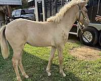red-dun-left-back-foot-is-white-horse