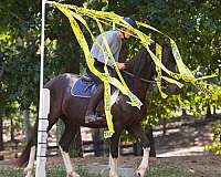 athletic-friesian-horse