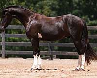dressage-friesian-horse
