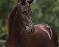 flashy-friesian-horse